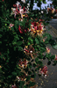 24-23