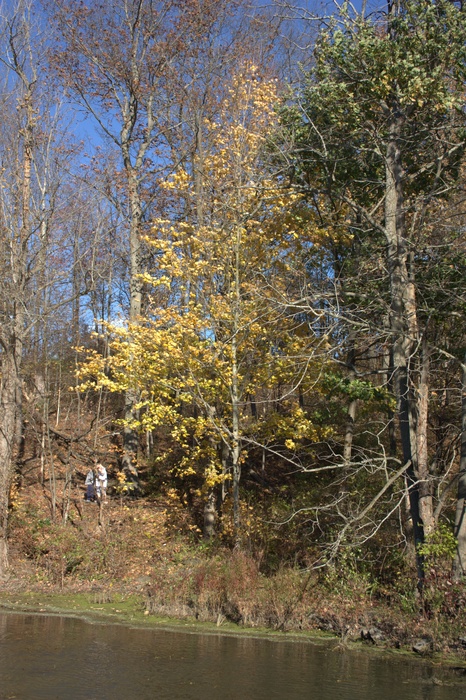 d003-445