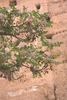 d005-982w