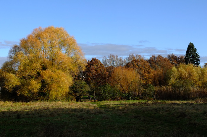 trees-10480