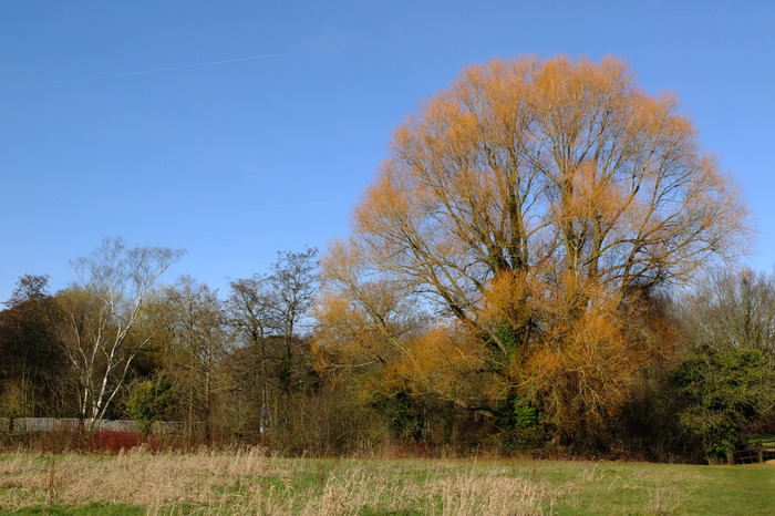 trees-16328