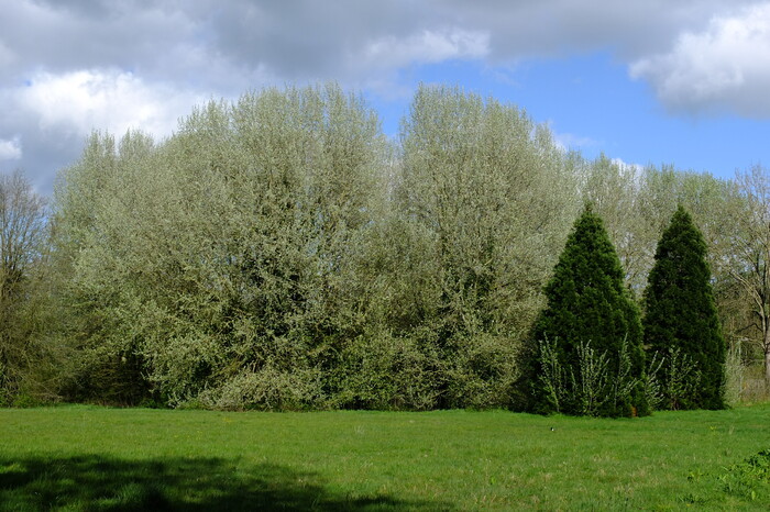 trees-21800
