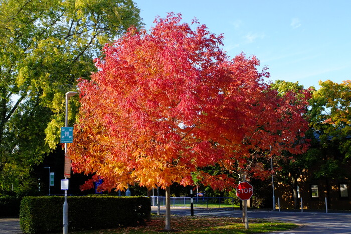trees-26736