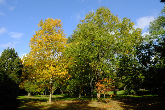 trees-27079