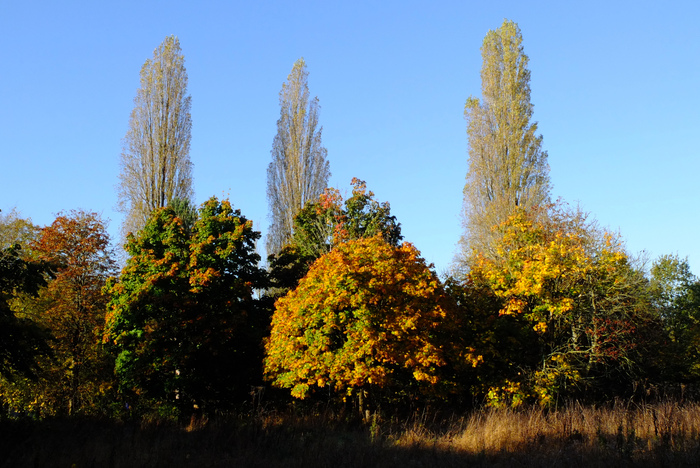 trees-27932