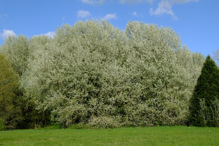 trees-32248