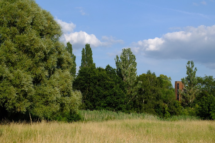 trees-3393
