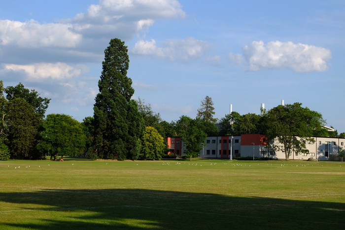 trees-3408