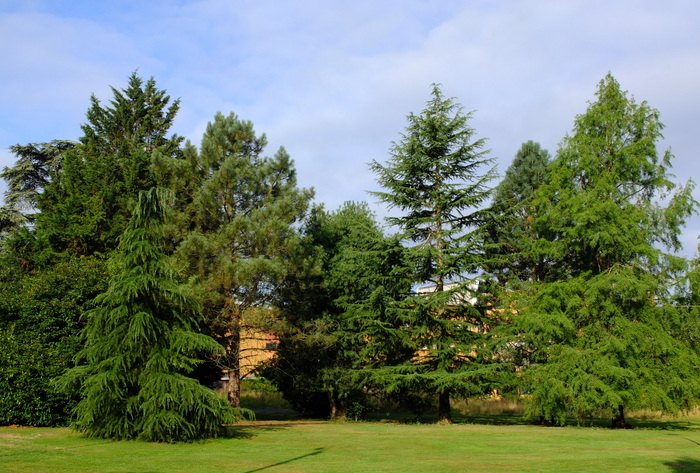 trees-3525