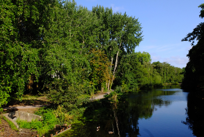 trees-36534