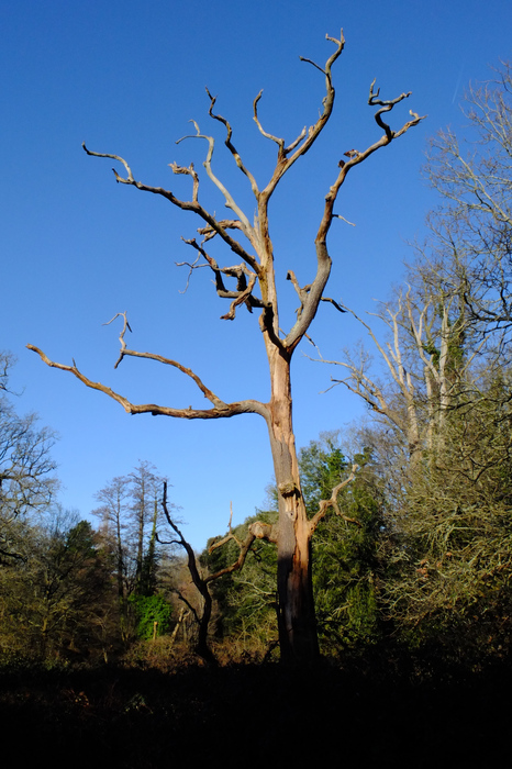 trees-41279