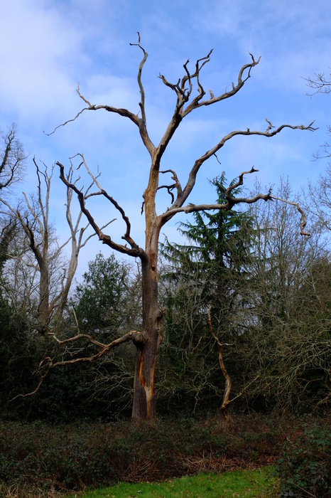 trees-41710