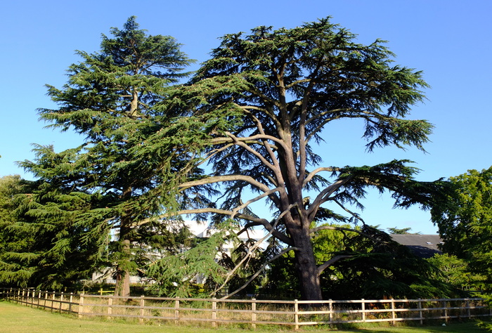 trees-5346a