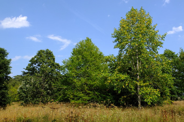 trees-5689