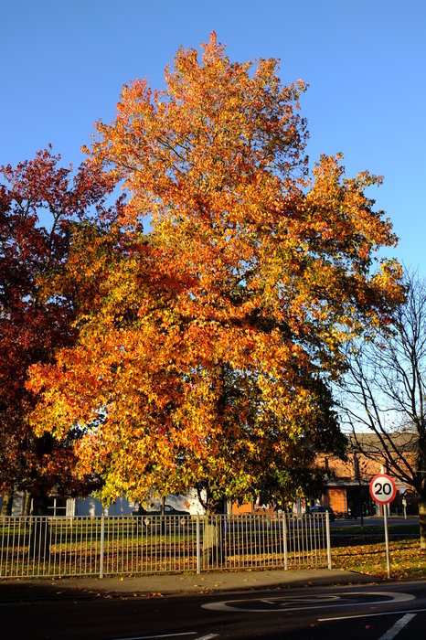 trees-7041