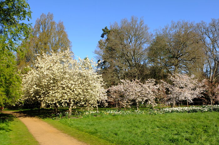 trees-8252