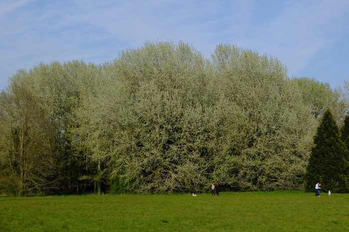 trees-8313