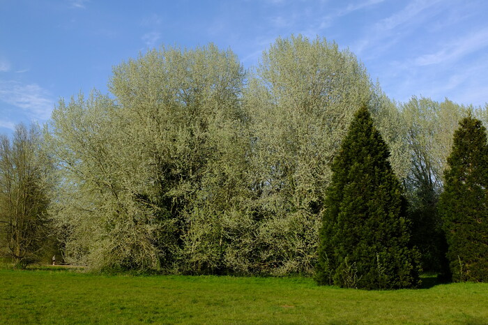 trees-8314