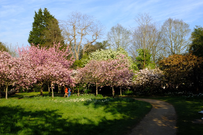 trees-8329