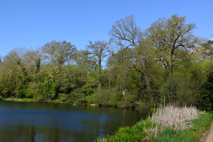 trees-8366