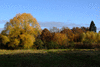trees-10480