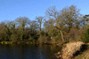 trees-10543