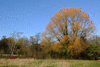 trees-16328