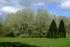 trees-21800