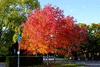 trees-26736