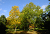 trees-27079