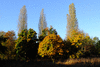 trees-27932