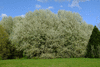 trees-32248