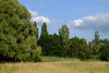 trees-3393