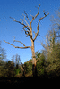 trees-41279