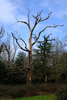 trees-41710