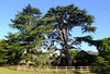 trees-5346a