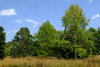 trees-5689