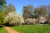 trees-8252