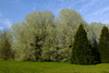 trees-8314